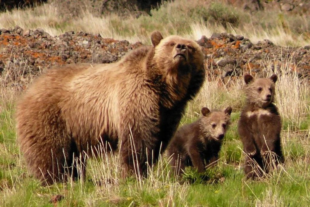 Mrki medvjedi Crne Gore: između zaštite prirode i suživota sa ljudima