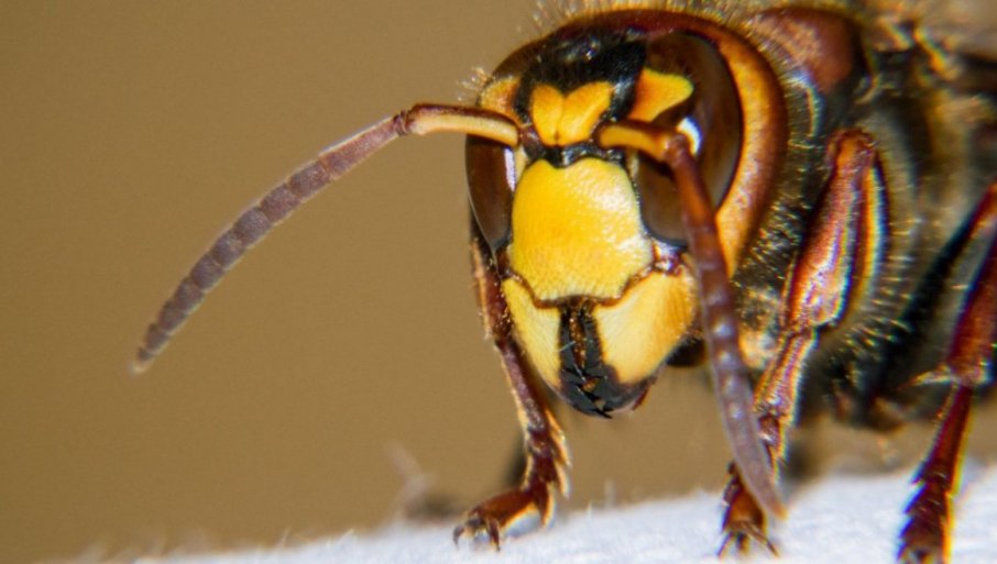 Otac i sin preminuli nakon uboda azijskih džinovskih stršljena – važnost brze medicinske reakcije