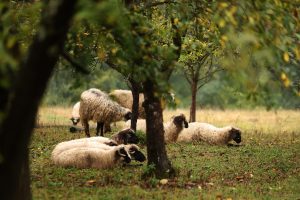 OPASNOST IZ TRAVE: Krpelji opsjedaju dvorišta, vjetar i stada ovaca donose nevidljivu prijetnju-kako se zaštititi