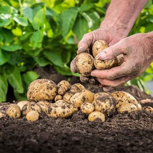 Spas za crnogorsko tržište: Zašto su domaći proizvođači hrane jedini garant stabilnosti i kvaliteta?