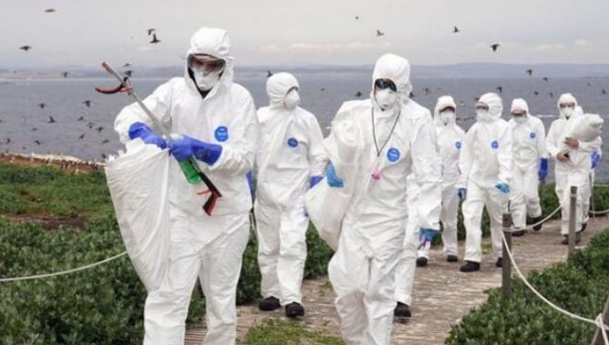 Australija potvrdila prvi slučaj ptičjeg gripa H5N1 na kopnu, vlasti pojačale mjere nadzora