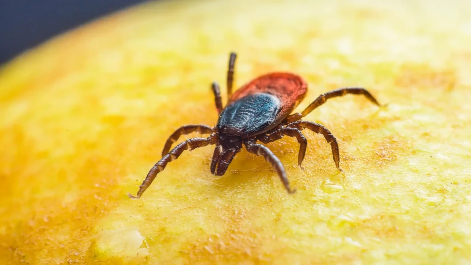 Novi zdravstveni izazov u Evropi: Naučnici u Austriji otkrili virus koji prenose krpelji