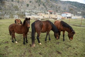 A P: Napušteni konji kod Podgorice ponovo u fokusu, aktivisti upozoravaju na ozbiljan problem zaštite dobrobiti životinja