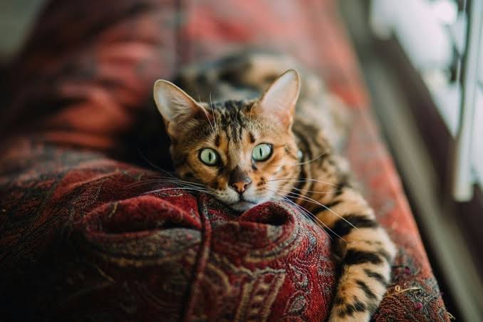 Alarmantno ponašanje kućnih ljubimaca: Zašto pritiskanje mačje glave uz zid nikako nije šala već hitan znak za veterinara