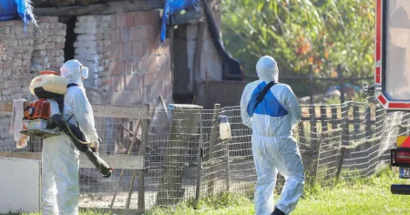 Afrička kuga svinja ponovo prijeti Srbiji: Registrovana četiri velika žarišta, nadležni upozoravaju na ozbiljnu situaciju