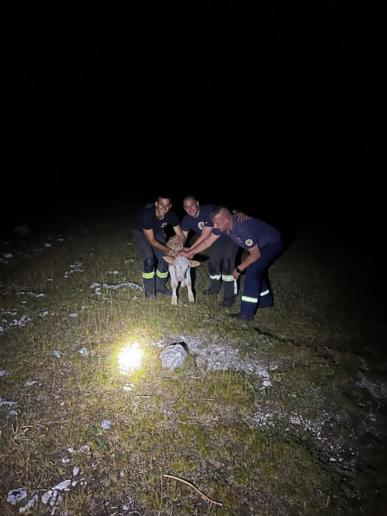 Vatrogasci tokom gašenja požara pronašli izgubljeno tele i vratili ga vlasniku