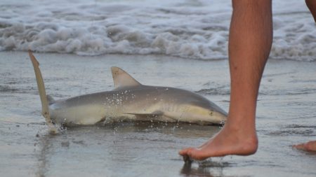 Misterija na obali Amerike: Skoro trideset mrtvih ajkula pronađeno na plaži u Nju Džerziju