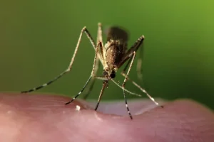 Komarci u jeku sezone: Da li Crna Gora dovoljno prati rizik od virusa Zapadnog Nila?