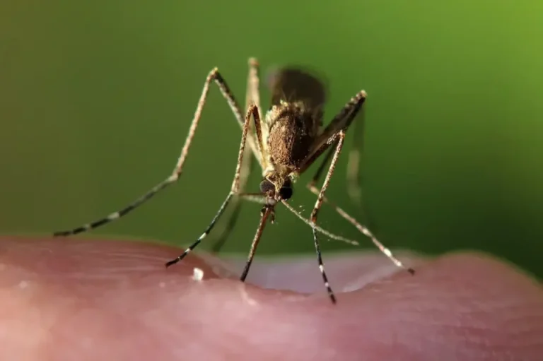 Komarci u jeku sezone: Da li Crna Gora dovoljno prati rizik od virusa Zapadnog Nila?